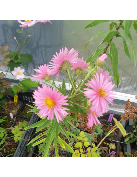 Aster de Nouvelle Angleterre Harrington pink