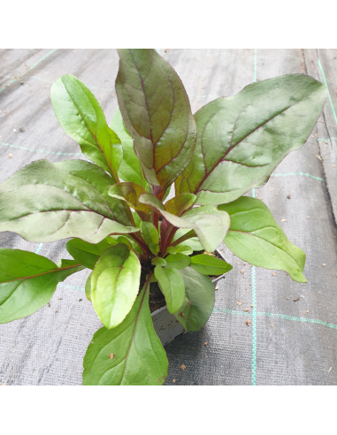 Galane Husker Red - Penstemon digitalis