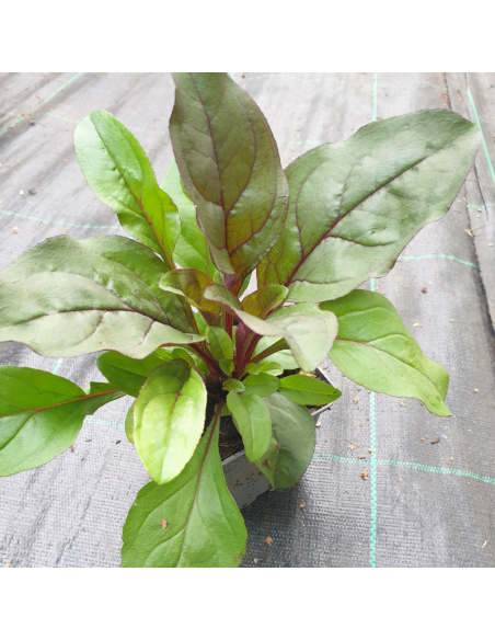 Galane Husker Red - Penstemon digitalis