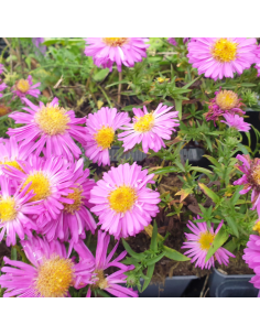 Aster des Alpes Happy end