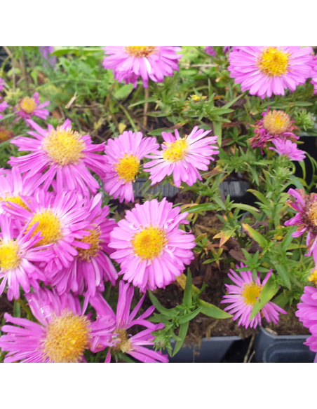 Aster des Alpes Happy end