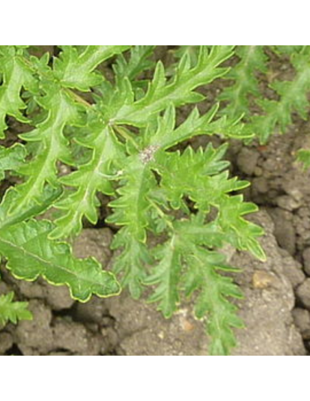 Spirée filipendule - Filipendula vulgaris