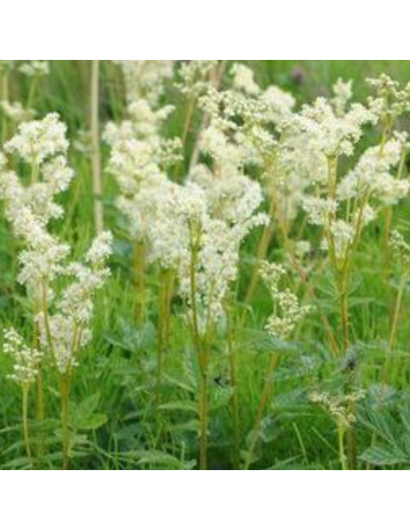 Spirée filipendule - Filipendula vulgaris