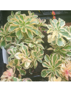 Orpin panaché - Sedum Takesimense Atlantis