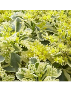 Orpin panaché - Sedum Takesimense Atlantis 2