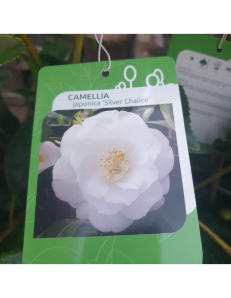 Camellia japonica Silver Chalice