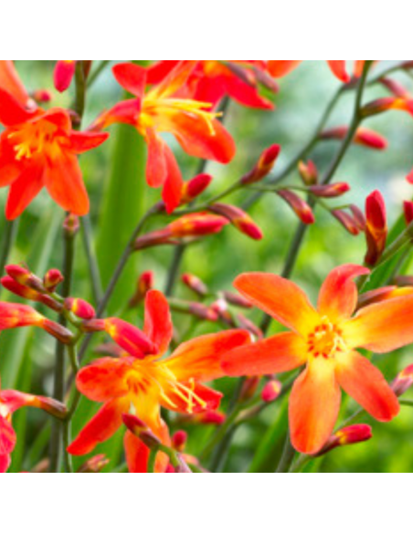 Crocosmia Carmine Brillant