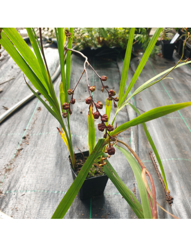 Crocosmia Carmine Brillant