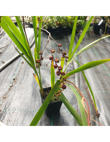 Crocosmia Carmine Brillant