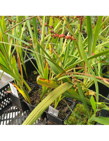Crocosmia Carmine Brillant