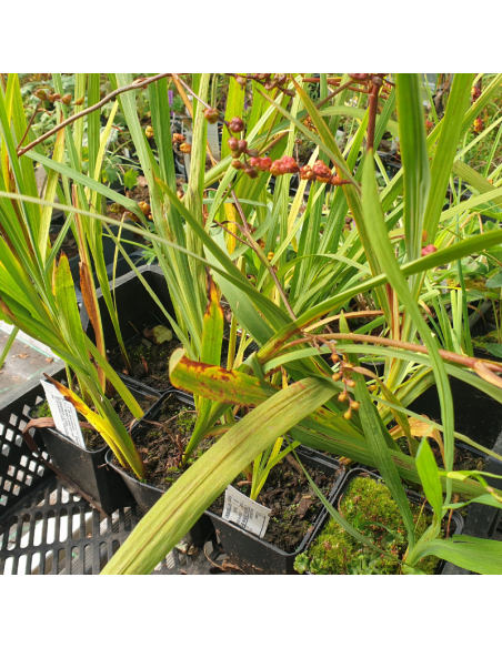 Crocosmia Carmine Brillant