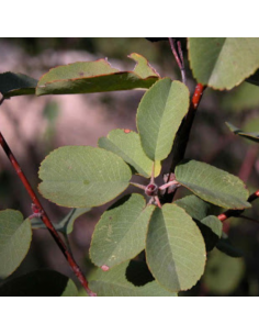 Amelanchier à feuilles ovales - Amelanchier Ovalis 2