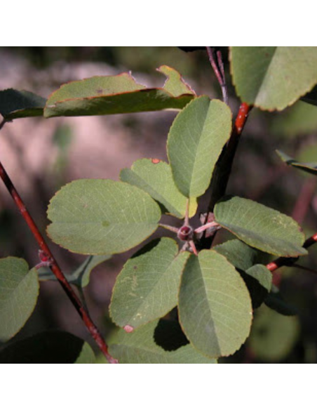 Amelanchier à feuilles ovales - Amelanchier Ovalis
