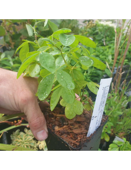 Lupin doré - Thermopsis Chinensis