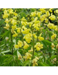 Lupin doré - Thermopsis Chinensis 2