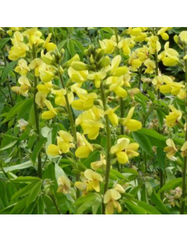 Lupin doré - Thermopsis Chinensis