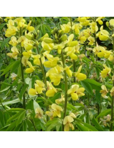 Lupin doré - Thermopsis Chinensis