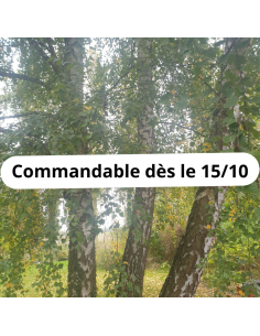 Bouleau blanc - Betula Pendula