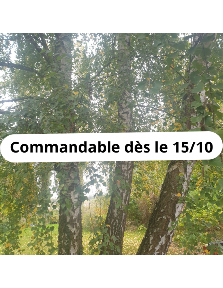 Bouleau blanc - Betula Pendula