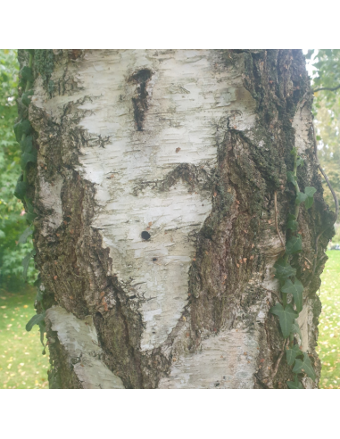 Bouleau blanc - Betula Pendula