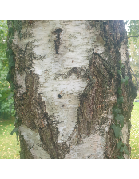 Bouleau blanc - Betula Pendula