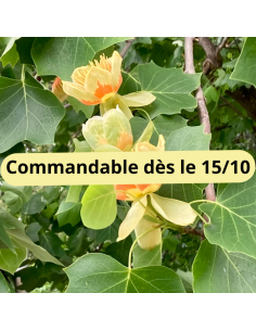 Tulipier de Virginie - Liriodendron Tulipifera