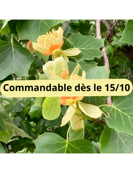 Tulipier de Virginie - Liriodendron Tulipifera