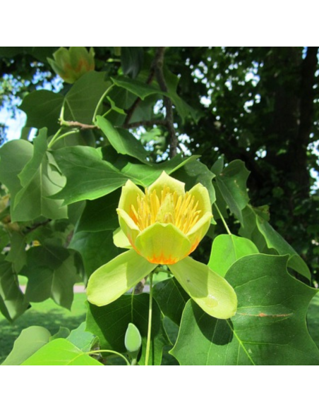 Tulipier de Virginie - Liriodendron Tulipifera
