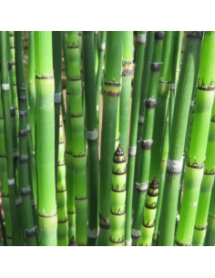 Prêle japonaise - Equisetum Japonicum