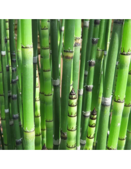 Prêle japonaise - Equisetum Japonicum