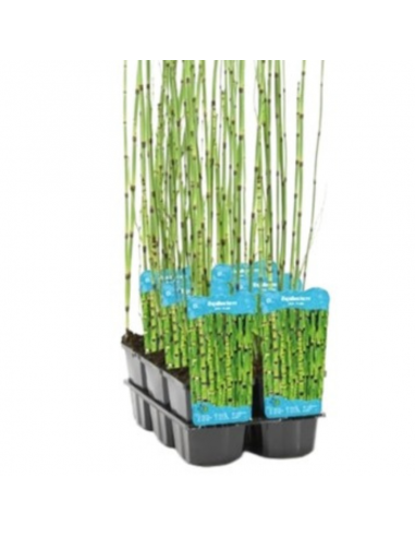Prêle japonaise - Equisetum Japonicum