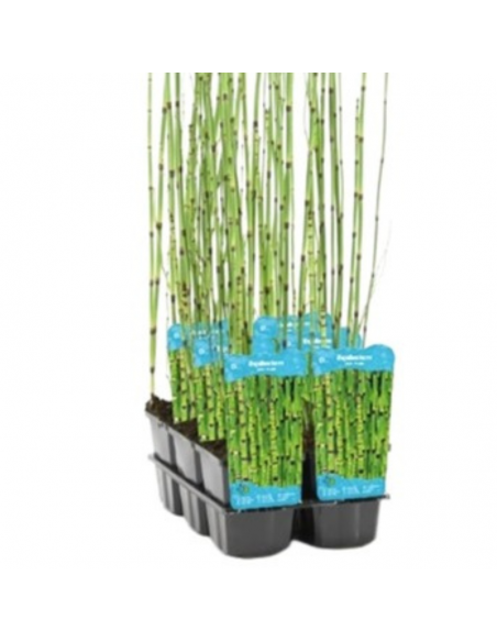 Prêle japonaise - Equisetum Japonicum
