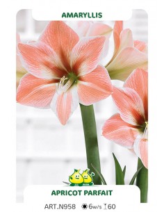 Amaryllis