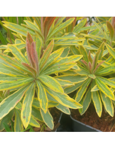 Euphorbe hybride Ascot Rainbow 2