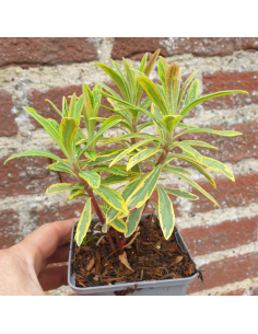 Euphorbe hybride Ascot Rainbow