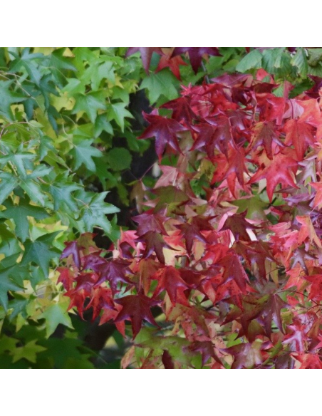 Copalme d'Amérique - Liquidambar Styraciflua