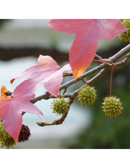 Copalme d'Amérique - Liquidambar Styraciflua