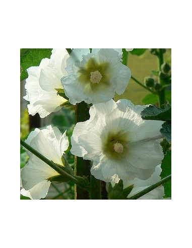 Rose trémière blanche