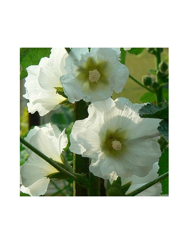 Rose trémière blanche Rose trémière blanche