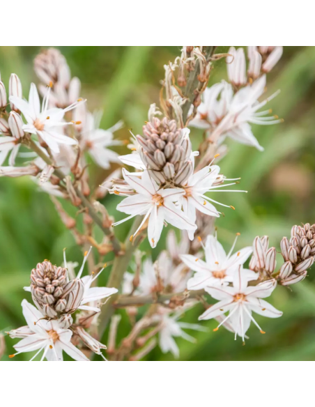Asphodele blanc - Asphodelus Albus
