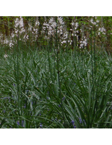 Asphodele blanc - Asphodelus Albus