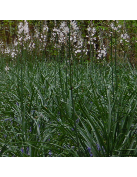 Asphodele blanc - Asphodelus Albus