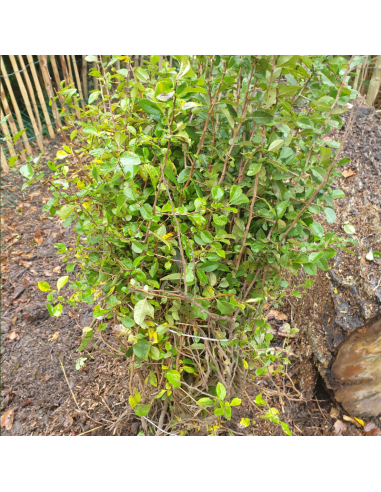 Cognassier du Japon - Chaenomeles Japonica