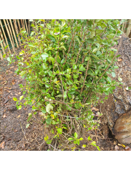 Cognassier du Japon - Chaenomeles Japonica
