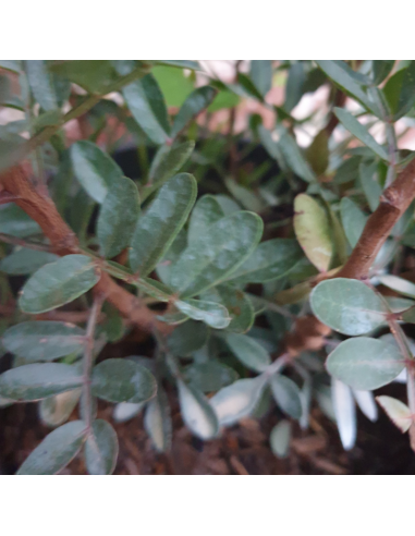 Pistachier lentisque - Pistacia Lentiscus