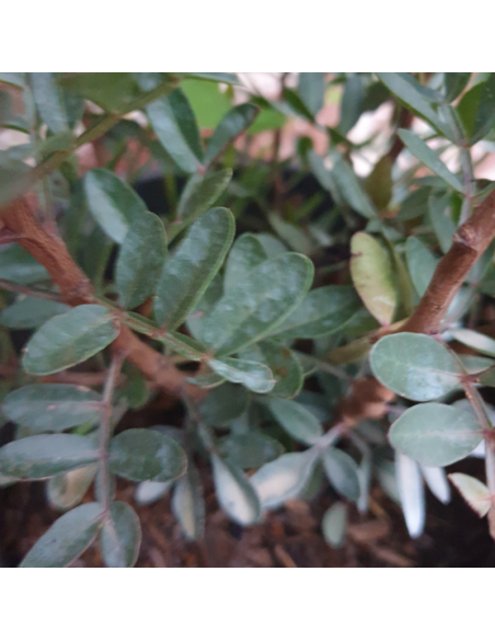 Pistachier lentisque - Pistacia Lentiscus