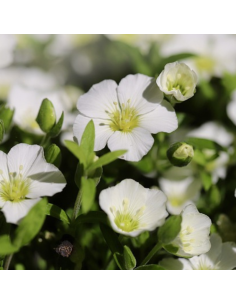 Sabline des montagnes - Arenaria Montana