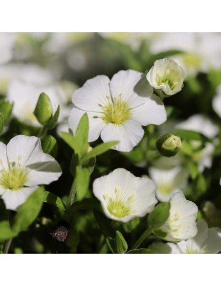 Sabline des montagnes