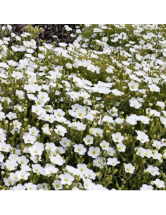 Sabline des montagnes - Arenaria Montana 2