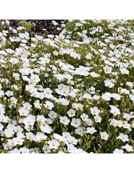 Sabline des montagnes - Arenaria Montana